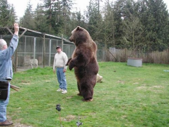 The Spirit Bear: Monster Interior Grizzly with a Recurve Bow